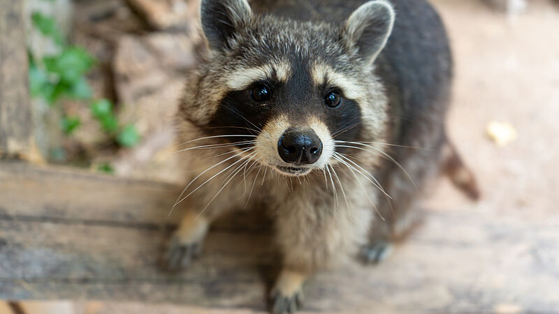 Tierisch was los - Waschbär © KTS, Miriam Reichart
