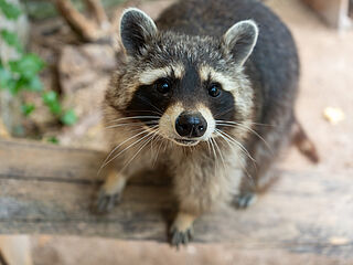 Tierisch was los - Waschbär © KTS, Miriam Reichart