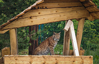 PM 30-2026 Großer Auftritt für kleine Wildkatzen ©M.Falkenstein PM 30-2026 Großer Auftritt für kleine Wildkatzen ©M.Falkenstein