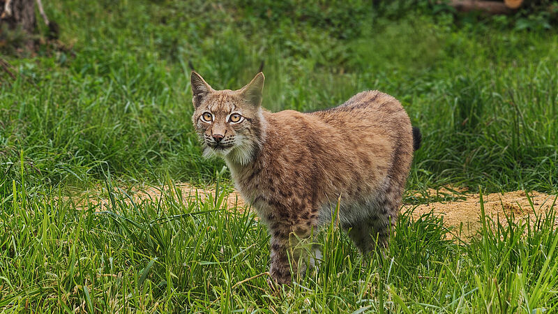 PM 30-2026 Großer Auftritt für kleine Wildkatzen_2 ©M.Falkenstein