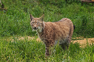 PM 30-2026 Großer Auftritt für kleine Wildkatzen_2 ©M.Falkenstein PM 30-2026 Großer Auftritt für kleine Wildkatzen_2 ©M.Falkenstein