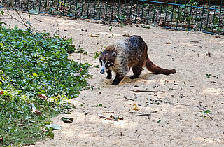 PM 55-2025 Weiß-Rüssel-Nasenbär Ginger (c)Stadtverwaltung Gotha