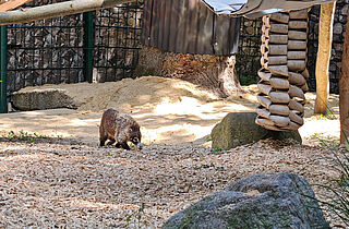 PM 55-2025 Weiß-Rüssel-Nasenbär Ginger (c)Stadtverwaltung Gotha