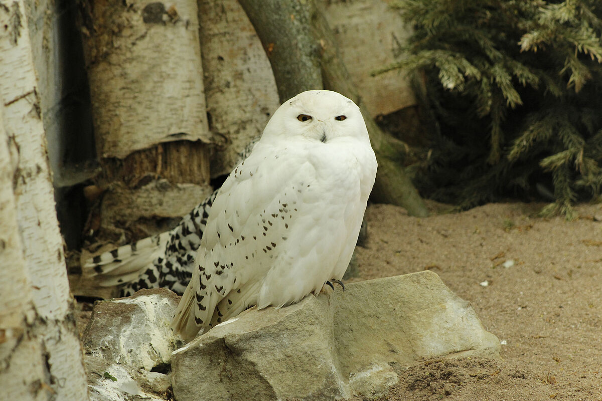 Tundra Tiere mit Namen