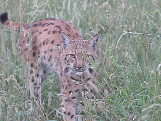 Luchs © KTS C. Mattes