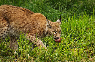 PM 30-2026 Großer Auftritt für kleine Wildkatzen_Fütterung_©M.Falkenstein PM 30-2026 Großer Auftritt für kleine Wildkatzen_Fütterung_©M.Falkenstein