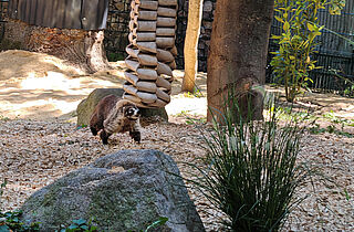 PM 55-2025 Weiß-Rüssel-Nasenbär Ginger (c)Stadtverwaltung Gotha
