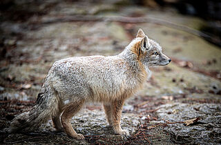 Tierisch was los - Steppenfuchs © KTS, Sebastian Köhler