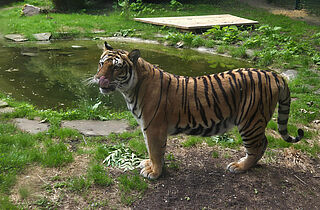 Tigerin Indira(c)Maik Märtin